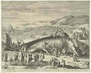 Strandad val vid Berckhey, 1598 En val 70 fot lång, strandad vid den holländska havskusten, mellan Schevelingen och Katwyk, i Sprokkelmaandt, 1598 (titel på objektet) av Gilliam van der Gouwen