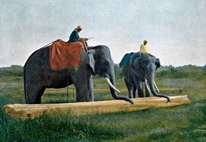 Elefanter som flyttar en stock, Ceylon, c1890