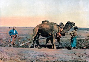 Gårdsarbetare som plöjer med en kamel, Kaukasus, c1890.