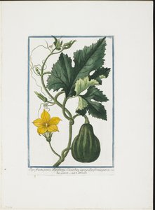 Vegetable Print, från Hortus Romanus, Vol. I eller II, 1772-93 (sticksticksgravyr, handfärgad gouache) av Giorgio Bonelli