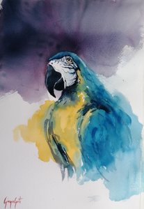 Blå-gul ara av Giorgio Gosti
