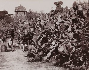 ”Palermo. Kaktusfikon” [Palermo. Skörd av kaktusfikon] av Giorgio Sommer