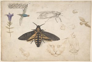 Studier av en gentiana, mal, fåglar, katter, sammanflätade motiv och grekiska band recto..., 1530-40. av Giorgio di Giovanni
