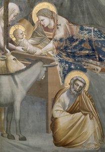 Födelsekyrkan, detalj av jungfrun och barnet, åsnan och Josef, 1303-05 (efter restaurering) av Giotto di Bondone