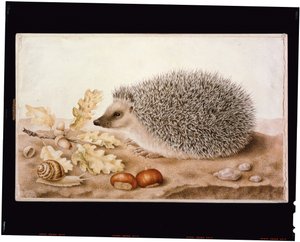 En igelkott i ett landskap (kroppsfärg på veläng) av Giovanna Garzoni