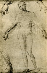Modellstudie för en jungfru Maria som mater misericordiae av Giovanni Antonio Bazzi Sodoma