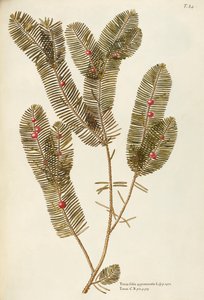 Europeisk idegran (Taxus baccata), Taxaceae av Giovanni Antonio Bottione, akvarell av Giovanni Antonio Bottione