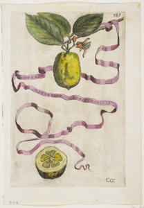 Idem Aurantium Limonis Effigle, från Hesperides, 1646 av Giovanni Battista Ferrari