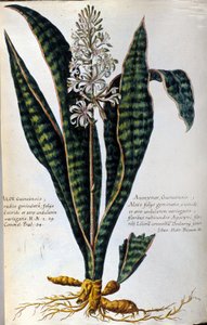 Aloe. Medicinska växter. Gravyr - i "Praktisk botanisk historia, eller växternas nomenklatur, beskrivning och dygder, som hör till medicinens användning..." av Giovanni Battista Morandi