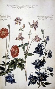 Botanisk styrelse: tre sorters Ancolies (Aquilegia) - I "" Praktisk botanisk historia, eller av växter som är relevanta för användningen av media, nomenklatur, beskrivning och dygder..."" av Giovanni Battista Morandi (? - 1761) av Giovanni Battista Morandi