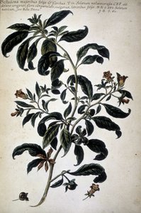 Botaniskt diagram: Belladona (Belladona Majoribus Folys) - I ""Praktisk botanisk historia, eller växter som är relevanta för användningen av media, nomenklatur, beskrivning och dygder..."" av Giovanni Battista Morandi (? - 1761) av Giovanni Battista Morandi