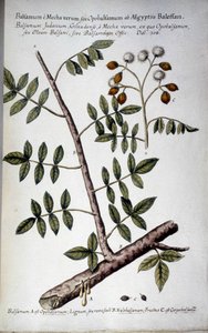 Opobalsamum (Branch with seve) - I "" Praktisk botanisk historia, eller växter som är relevanta för användningen av media, nomenklatur, beskrivning och dygder..."" av Giovanni Battista Morandi (? - 1761) av Giovanni Battista Morandi