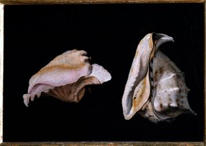 Två skal (stilleben med snäckskal) Målning av Filippo Napoletano (1587-1629) 1618 Dim 39x56 cm Florens, palazzo Pitti