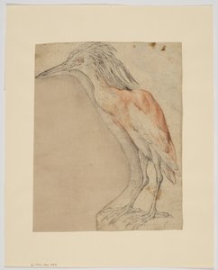 Heron, recto (krita på papper) av Giovanni da Udine (after)