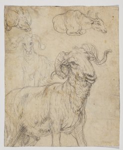 Ram och buffel, tergo (krita och akvarellteckning) av Giovanni da Udine (after)