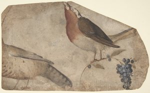 Fågeläter druvor recto, Tigress verso, 1487-1564.
