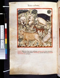 Theatrum sanitatis av Ububchasym de Baldach: "Animalia Castrata", 1300-talets första decennium (miniatyr) av Giovannino de