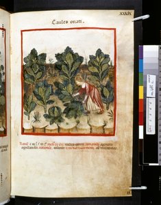 Theatrum sanitatis av Ububchasym de Baldach: "Caules Onati", första decenniet av 1300-talet (miniatyr) av Giovannino de