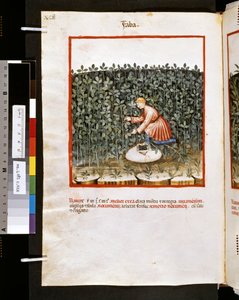 Theatrum sanitatis av Ububchasym de Baldach: "Faba", 1300-talets första decennium (miniatyr)