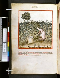 Theatrum sanitatis av Ububchasym de Baldach: "Faxioli", 1300-talets första decennium (miniatyr)