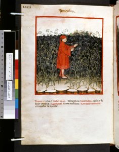 Theatrum sanitatis av Ububchasym de Baldach: "Feniculus", 1300-talets första decennium (miniatyr) av Giovannino de