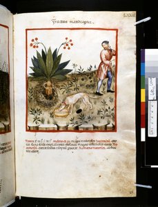 Theatrum sanitatis av Ububchasym de Baldach: "Fructus Mandragorae", första decenniet av 1300-talet (miniatyr)