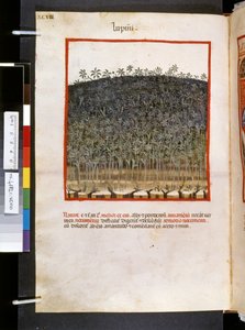 Theatrum sanitatis av Ububchasym de Baldach: "Lupini", 1300-talets första decennium (miniatyr) av Giovannino de