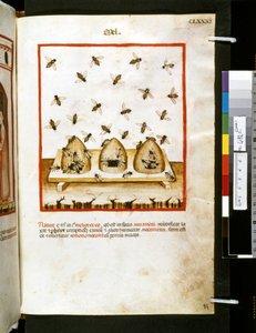 Theatrum sanitatis av Ububchasym de Baldach: "Mel", 1300-talets första decennium (miniatyr) av Giovannino de
