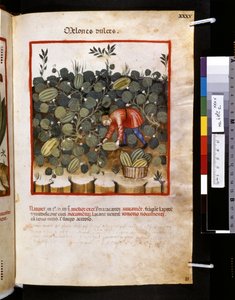 Theatrum sanitatis av Ububchasym de Baldach: "Melones Dulces", 1300-talets första årtionde (miniatyr)