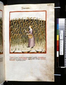 Theatrum sanitatis av Ububchasym de Baldach: "Panicum", 1300-talets första decennium (miniatyr) av Giovannino de