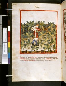 Theatrum sanitatis av Ububchasym de Baldach: "Våldtäkt", 1300-talets första decennium (miniatyr)