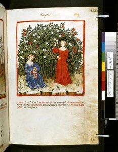 Theatrum sanitatis av Ububchasym de Baldach: "Roxe", 1300-talets första decennium (miniatyr)