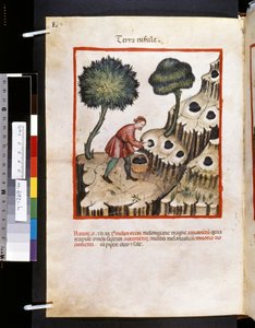 Theatrum sanitatis av Ububchasym de Baldach: "Terra Tufule", 1300-talets första decennium (miniatyr) av Giovannino de