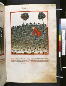 Theatrum sanitatis av Ububchasym de Baldach: "Viole", 1300-talets första decennium (miniatyr) av Giovannino de