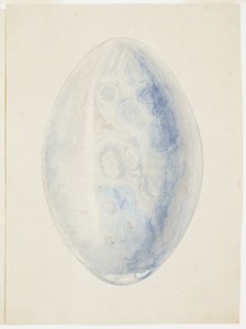 Översikt över Oval Shell Stone