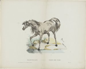 Étalon pur sang / Hingst helblod (titel på objekt) av Glenisson and Van Genechten
