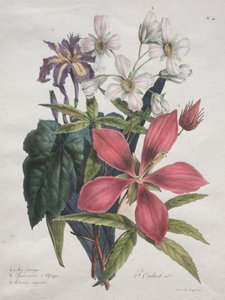 Naturhistorisk kurs, som innehåller djurrikets huvudarter, klassificerad metodiskt: Iris, afrikansk hampa och Ketmia