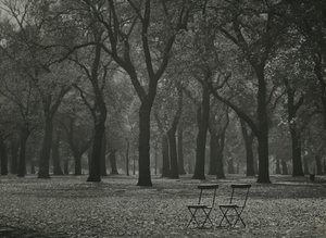 Höstens träd i Hyde Park, London