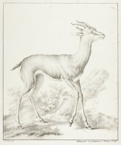 Antilop av Gottfried Engelmann