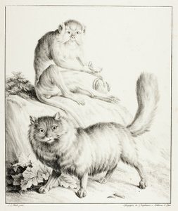 Katt och apa av Gottfried Engelmann