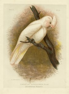 Blodfläckad kakadua, 1891 av Gracius Broinowski