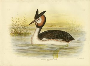 Stor dopping, 1891