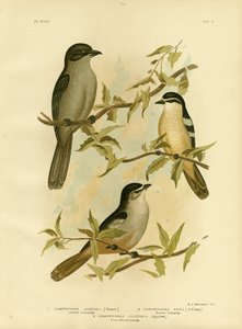 Jardines Campephaga eller vanlig cikadfågel, 1891