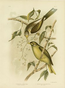Luteous honungsätare eller gulstrupig gruvarbetare, 1891 av Gracius Broinowski