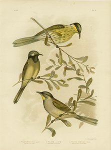 Varierad honungsätare, 1891 av Gracius Broinowski