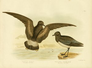Gulvävd stormsvala, 1891 av Gracius Broinowski
