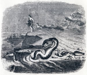 Ormens fram- och svans - Fables av La Fontaine av Grandville