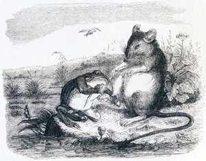 Grodan och råttan - Fables av La Fontaine av Grandville