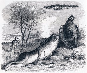 Haren och rapphönan - Fables av La Fontaine av Grandville