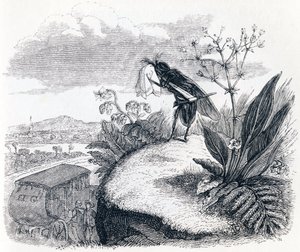 Fästingen och flugan - Fables av La Fontaine av Grandville